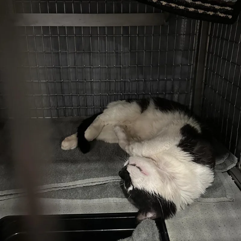 An adult large-sized male Black Domestic Medium Hair cat named Atticus for adoption in Middle Village, NY