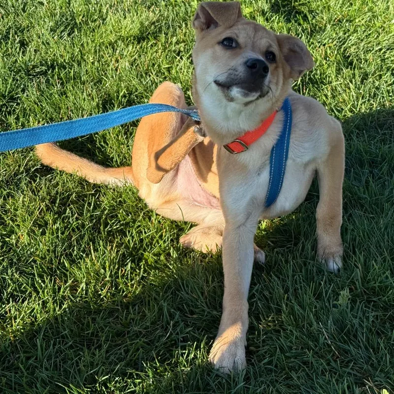 A young small-sized male Brown / Chocolate Mixed Breed dog named Dino for adoption in Durango, CO