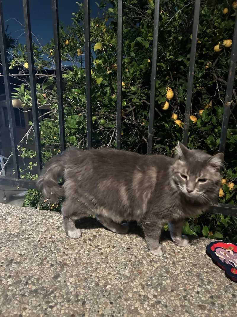 Sterling thumbnail 2