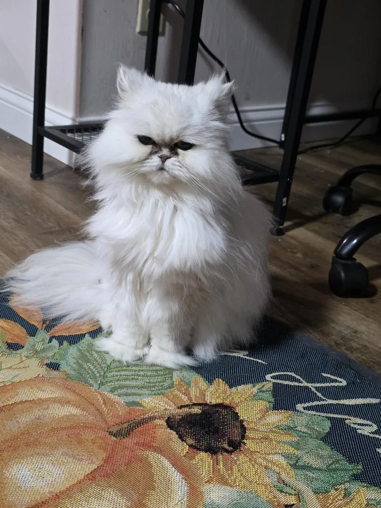 An adult small-sized female White Persian cat named Kiki Diva for adoption in Aurora, IN