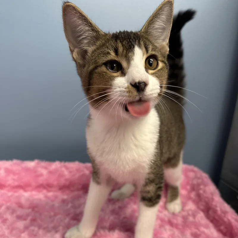 A baby medium-sized female Tabby (Tiger Striped) Domestic Short Hair cat named Fifi for adoption in Exeter, RI