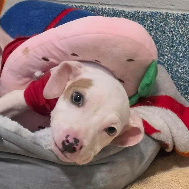 A young medium-sized male White / Cream Mixed Breed dog named Roo for adoption in Greensboro, NC
