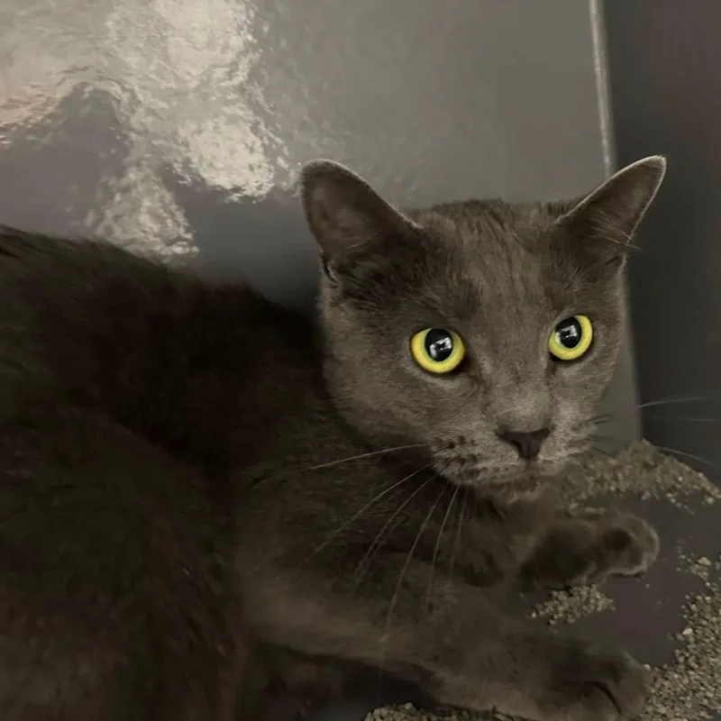 A young medium-sized female Gray / Blue / Silver Domestic Short Hair cat named Jasmine for adoption in Bourne, MA
