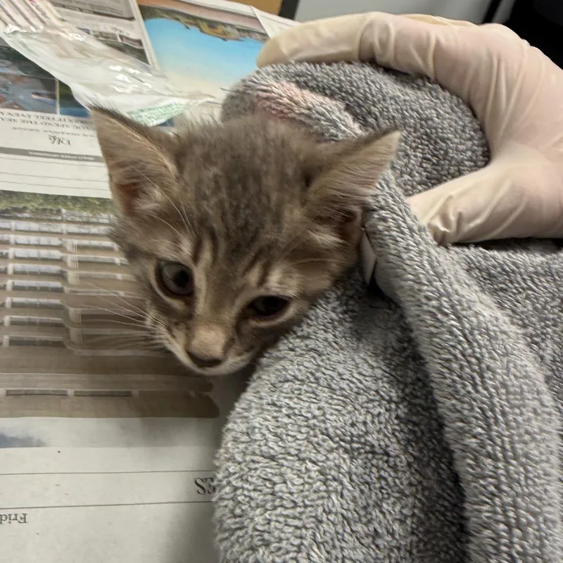 A baby small-sized female Brown / Chocolate Domestic Short Hair cat named Paradox for adoption in Jacksonville, FL