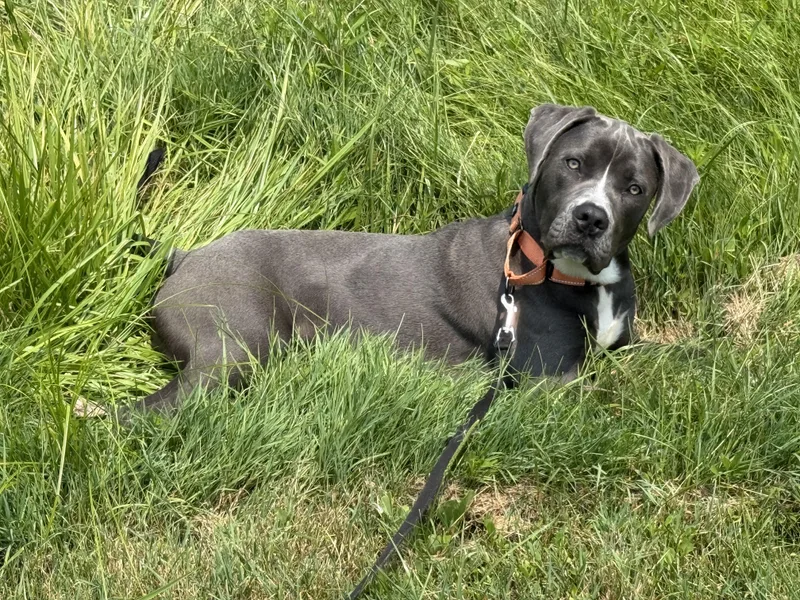 A young large-sized male Gray / Blue / Silver Cane Corso dog named King for adoption in Ray, MI