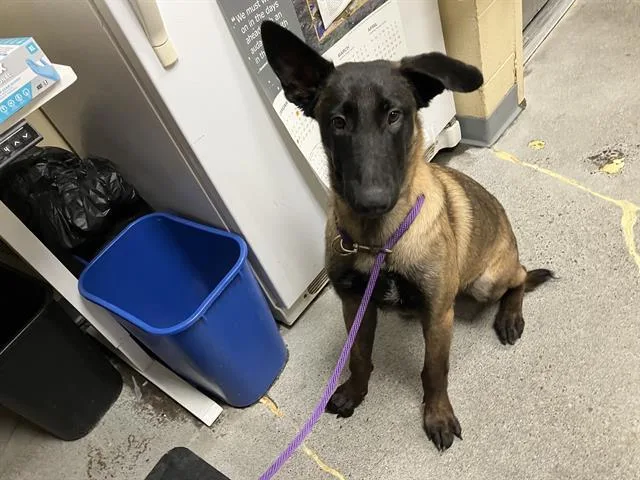 A young medium-sized male Belgian Shepherd / Malinois dog named Bobbin for adoption in Kent, WA