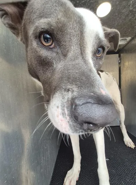 A young large-sized male Labrador Retriever dog named Chief for adoption in San Antonio, TX