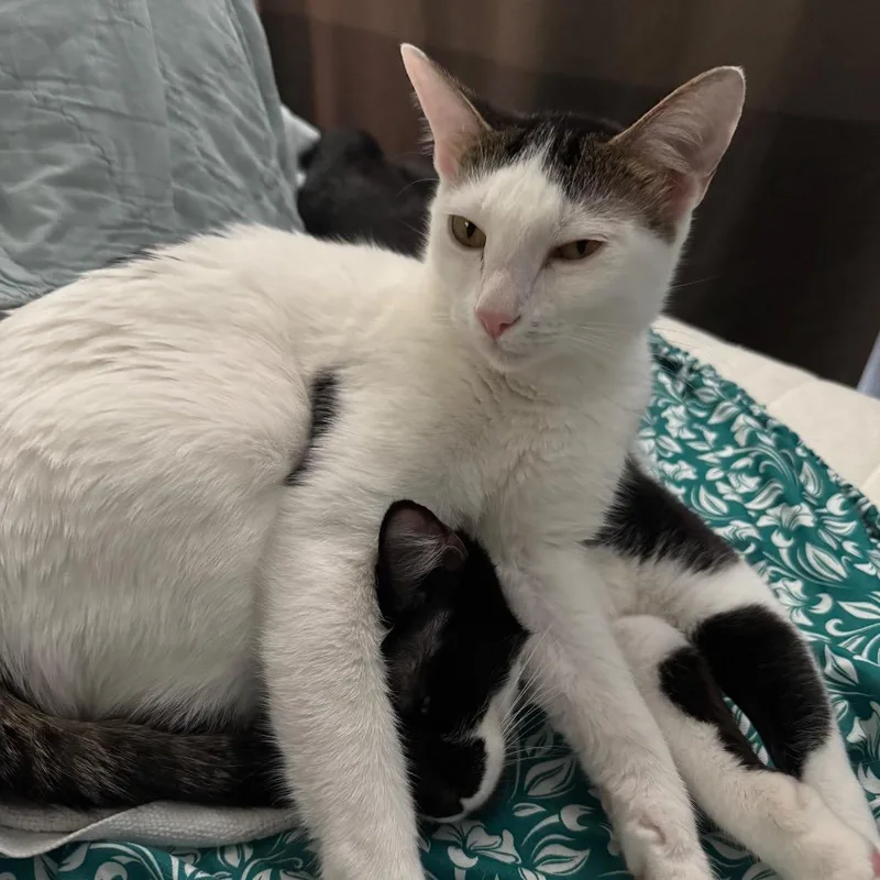 An adult small-sized female White Domestic Short Hair cat named Kita for adoption in Rochester, MN