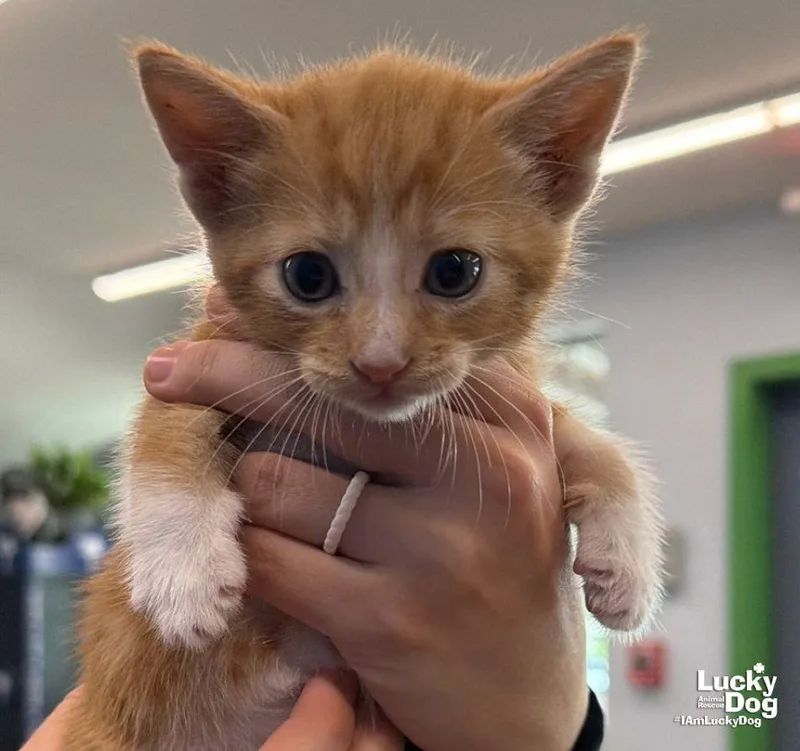 A baby medium-sized male Orange / Red Domestic Short Hair cat named Cliff for adoption in Washington, DC