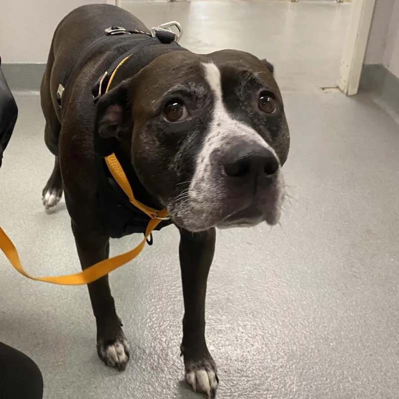 A senior large-sized female Black Pit Bull Terrier dog named WAGSStray for adoption in Westminster, CA