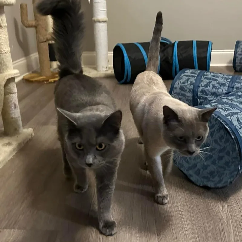 Preston Rowar thumbnail 2