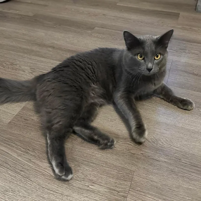 Preston Rowar thumbnail 3