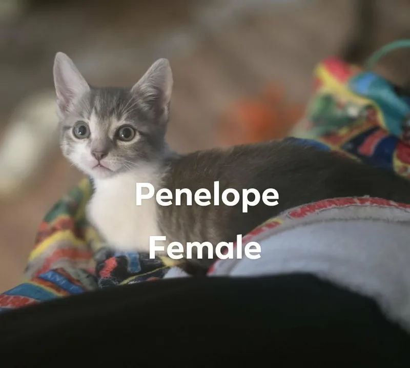A baby small-sized female Domestic Short Hair cat named Penelope for adoption in Darien, GA