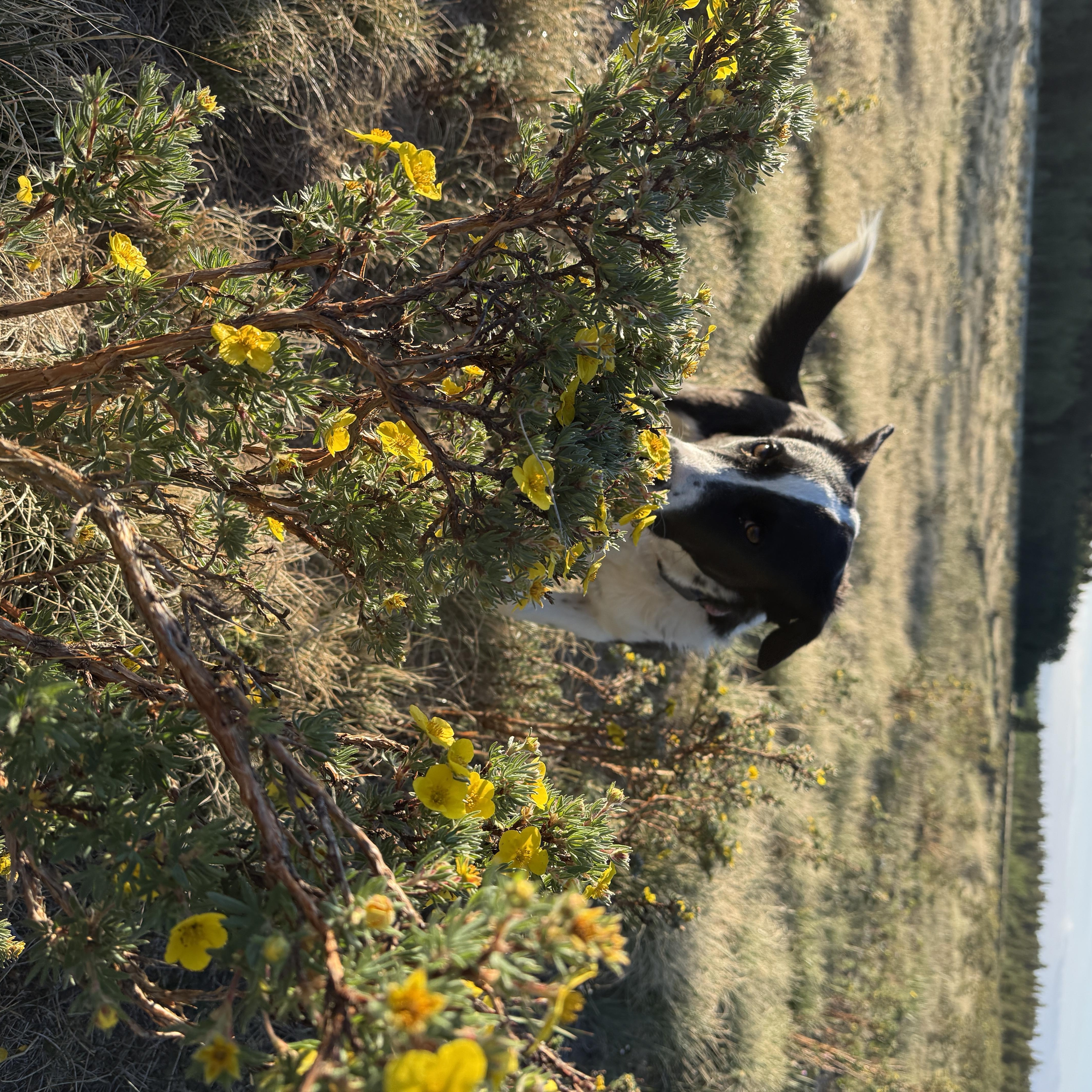 Penelope thumbnail 3