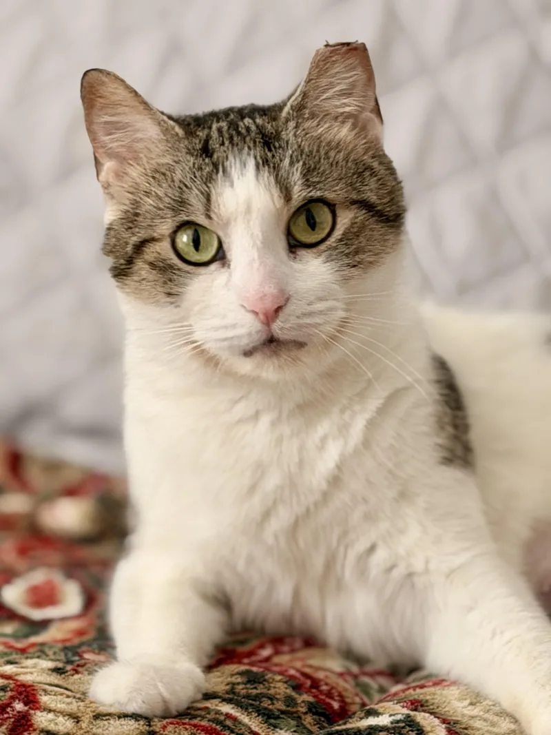 An adult medium-sized female Calico Domestic Short Hair cat named Chloe for adoption in Victor, NY