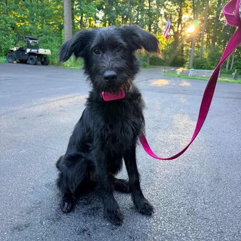 A young small-sized female Black Standard Poodle dog named Stella Grace Home for adoption in South Elgin, IL