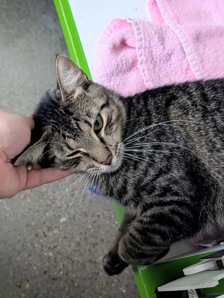A young small-sized male Domestic Short Hair cat named Jasper for adoption in Greenfield, IN