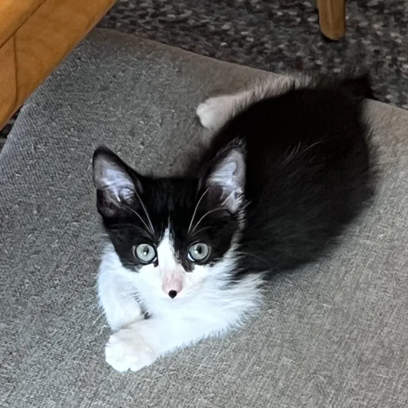 Principino thumbnail 2