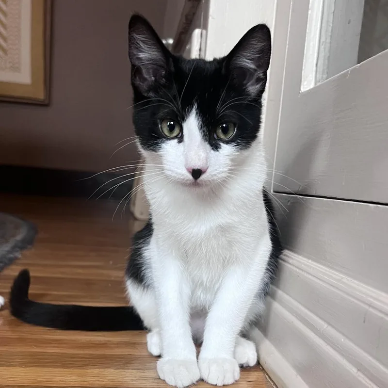 Principino thumbnail 3