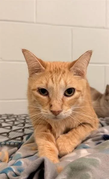 An adult medium-sized male Domestic Short Hair cat named Lil Garfield for adoption in Corpus Christi, TX