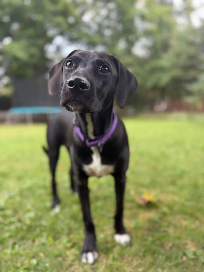 A baby medium-sized female Terrier dog named Jeppy for adoption in New London, WI