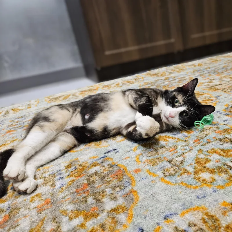 An adult medium-sized female Tortoiseshell Domestic Short Hair cat named Duchess for adoption in Endicott, NY