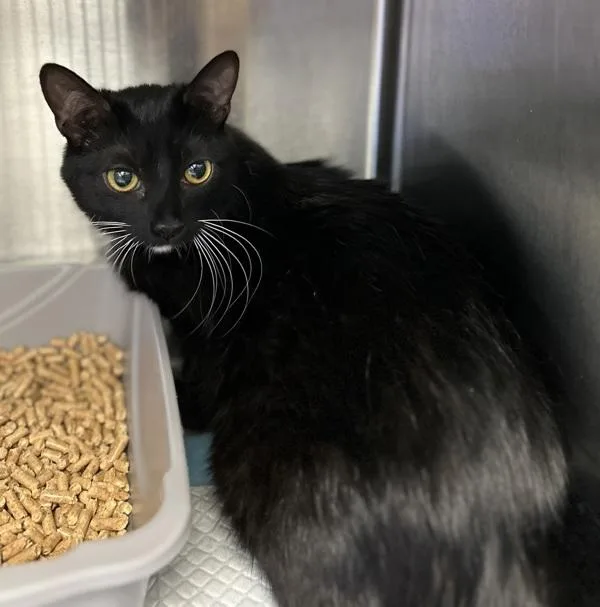 A young medium-sized female Domestic Long Hair cat named Sabrina for adoption in Victorville, CA