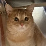 An adult medium-sized male Tabby (Orange / Red) Domestic Short Hair cat named Pink Squirrel for adoption in Lansing, MI