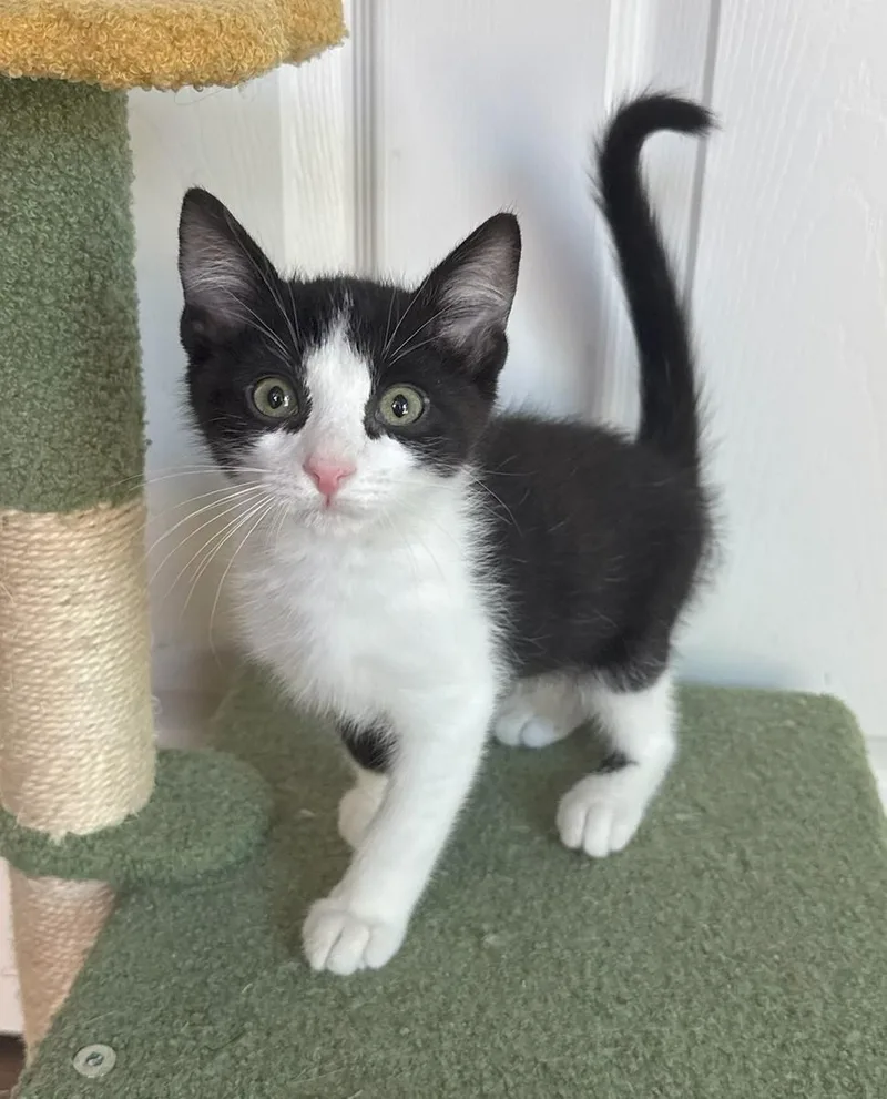 A baby medium-sized male Black Domestic Short Hair cat named Berlin for adoption in Mission Viejo, CA