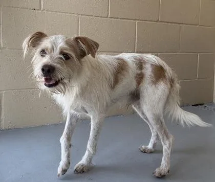 An adult small-sized male Yellow / Tan / Blond / Fawn Terrier dog named Waffles for adoption in Harlingen, TX