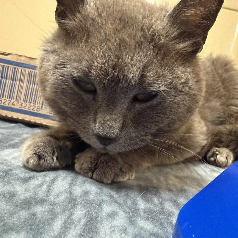 A senior small-sized female Gray / Blue / Silver Domestic Short Hair cat named Lady Grey for adoption in Beckley, WV