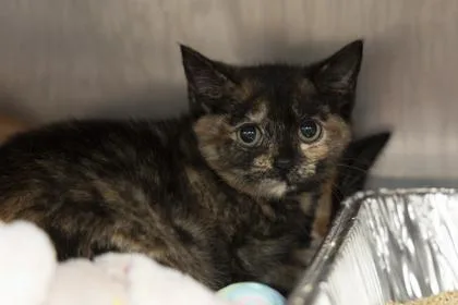 A young small-sized female Domestic Short Hair cat named B Bb for adoption in North Charleston, SC