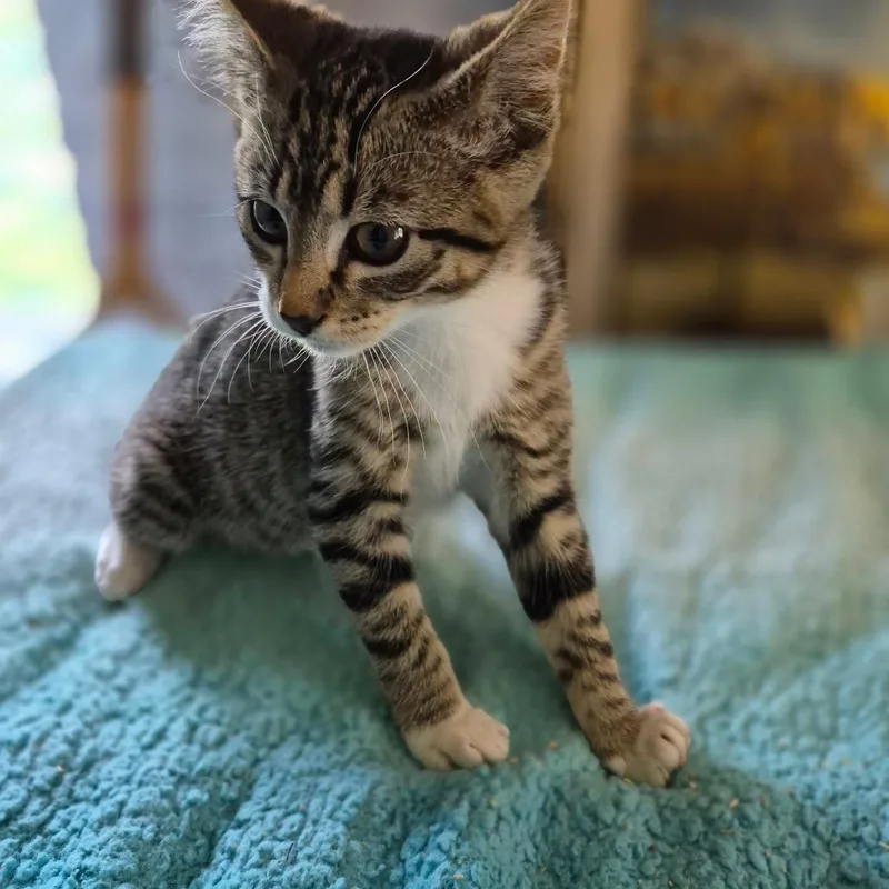 A baby small-sized female Gray / Blue / Silver American Shorthair cat named Pony Girl for adoption in Warrensburg, MO