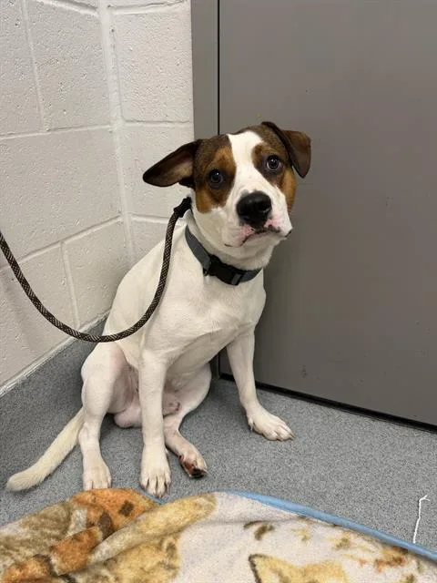 A young large-sized male Pit Bull Terrier dog named Bruno for adoption in Indianapolis, IN
