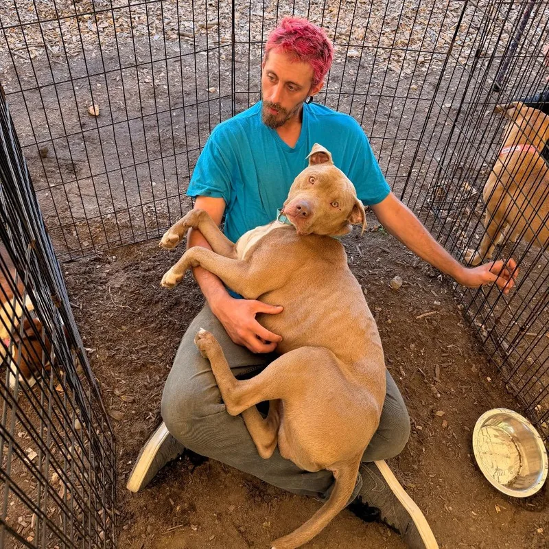 An adult large-sized male Yellow / Tan / Blond / Fawn Pit Bull Terrier dog named Brad Pit for adoption in Pawling, NY