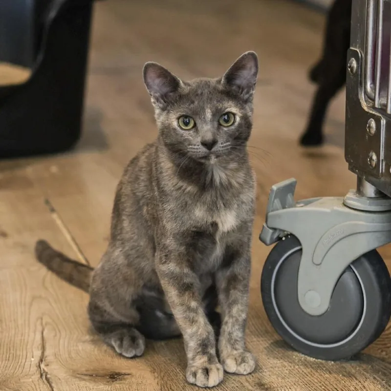 A baby small-sized female Tortoiseshell Domestic Short Hair cat named Martha for adoption in Los Angeles, CA