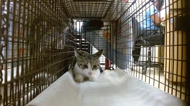 A baby small-sized female Domestic Short Hair cat named Princess for adoption in Miami, FL