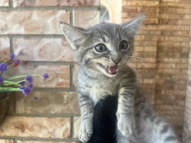Tin