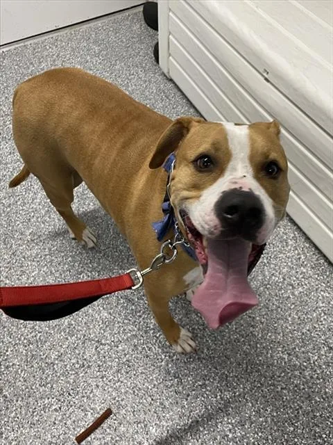 An adult large-sized male Pit Bull Terrier dog named Gunner for adoption in Westminster, MD