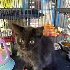 A baby medium-sized female Black Domestic Short Hair cat named Sally for adoption in Midland, MI