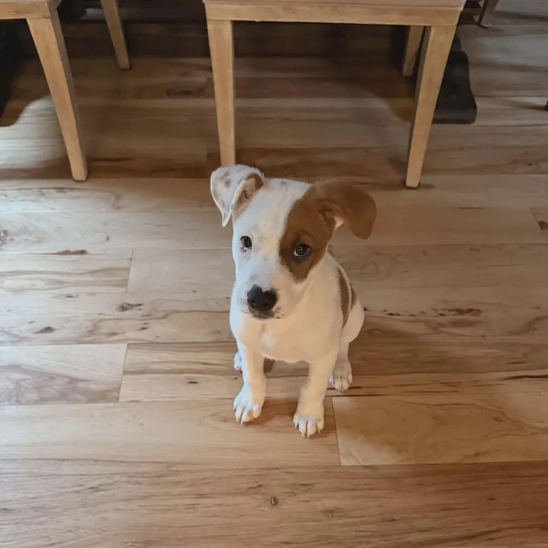 A baby medium-sized male Retriever dog named Noodles for adoption in Milton, FL