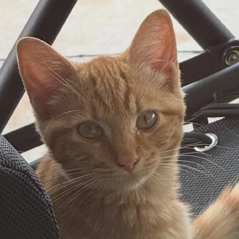 A baby medium-sized male Domestic Short Hair cat named Simon for adoption in Gastonia, NC