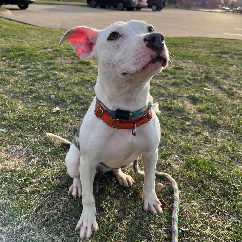 An adult medium-sized female White / Cream Mixed Breed dog named Far Away for adoption in Davenport, IA
