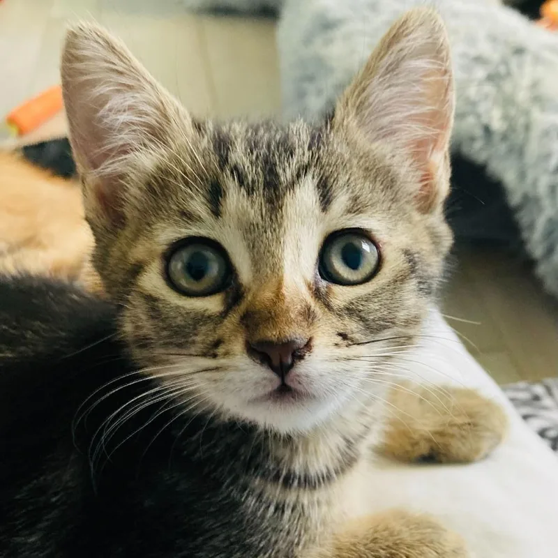 A baby small-sized female Brown / Chocolate Domestic Short Hair cat named Jasmine for adoption in Riverside, CA