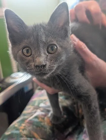 A baby medium-sized male Domestic Short Hair cat named Sketch for adoption in Divide, CO