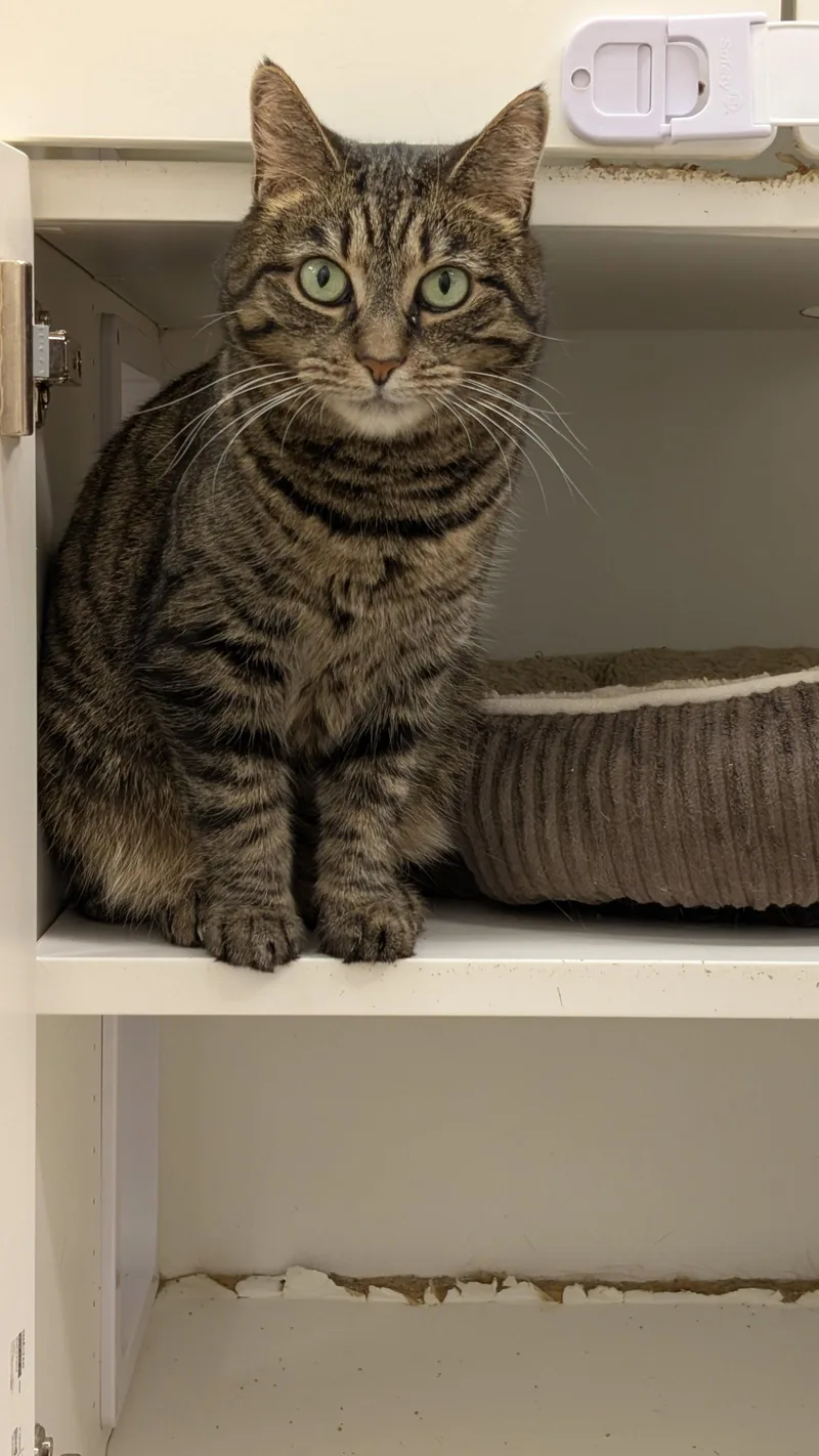 An adult medium-sized female Domestic Short Hair cat named Melodie for adoption in Columbus, OH