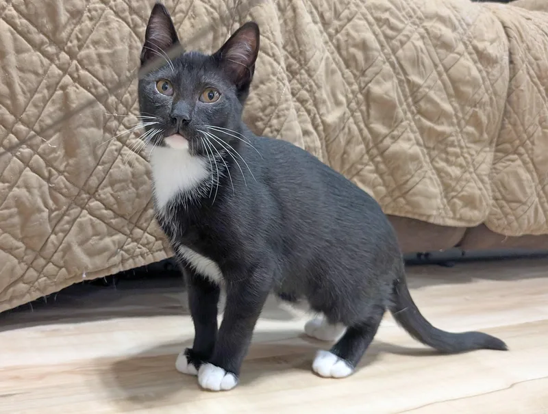 A baby medium-sized male Black & White / Tuxedo Tuxedo cat named Azurite for adoption in Pasco, WA