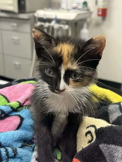 A baby small-sized female Domestic Short Hair cat named Jessica Lang for adoption in Memphis, TN