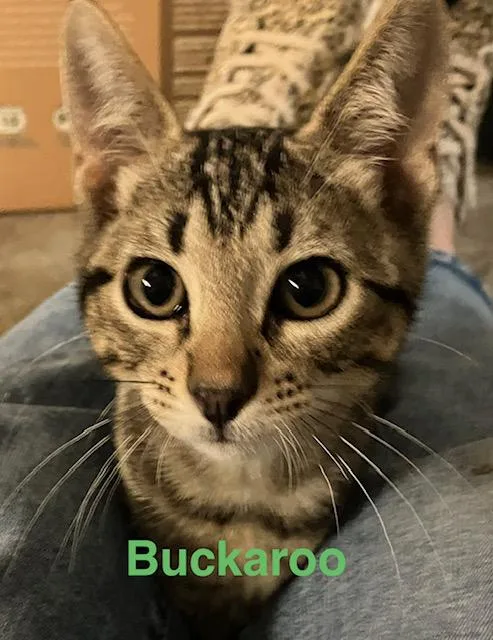A baby medium-sized male Domestic Short Hair cat named Buckaroo for adoption in Zimmerman, MN