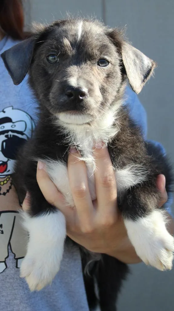 A baby small-sized male Border Collie dog named Pugsley for adoption in Vacaville, CA
